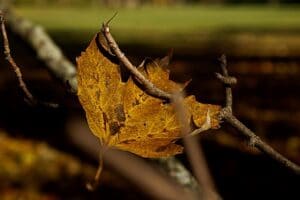 Autumn Leave In Branch Sml