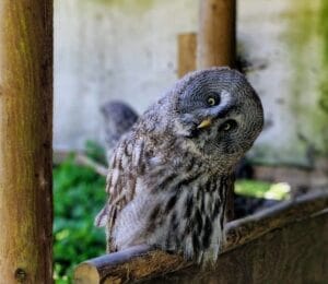 Owl Whoo Surprise Sml